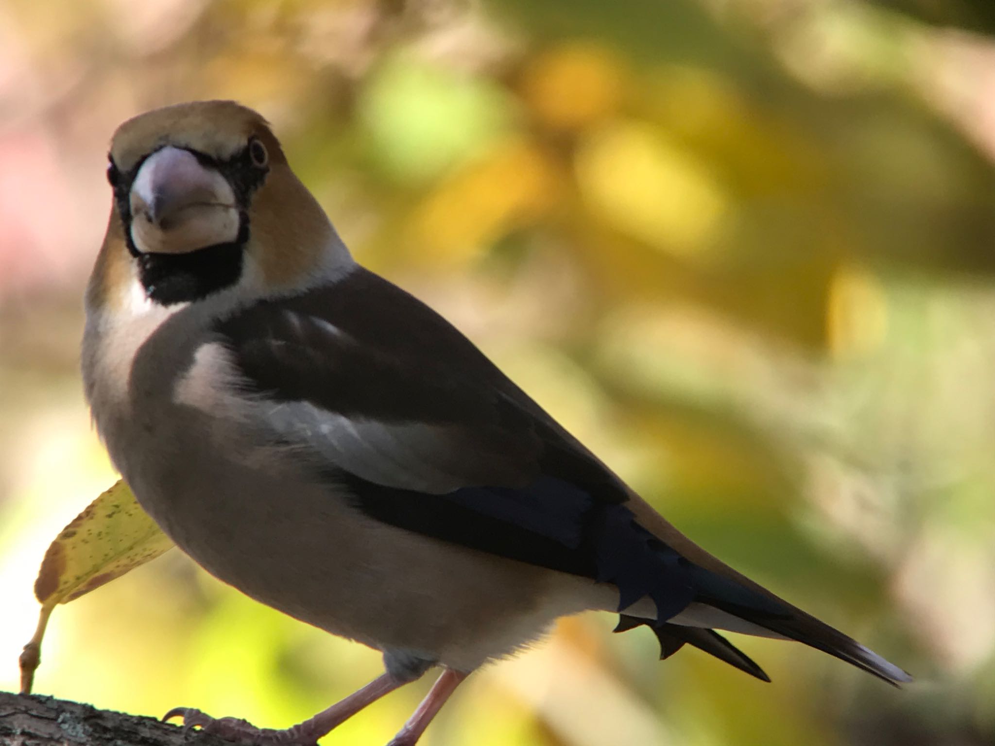 Hawfinch