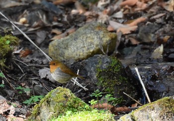 2015年5月10日(日) 柳沢峠の野鳥観察記録