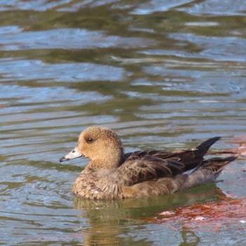 Sat, 1/11/2020 Birding report at 千里南公園