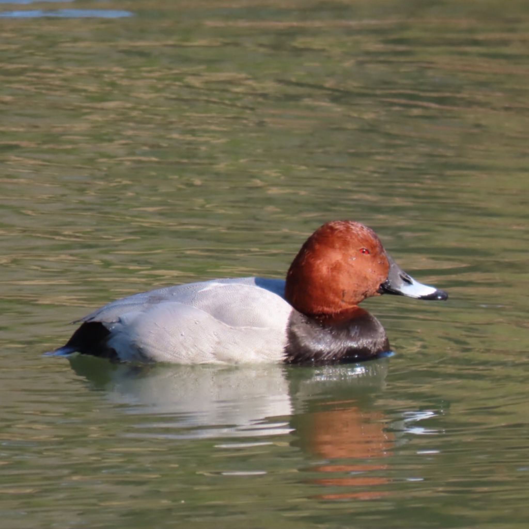 Common Pochard