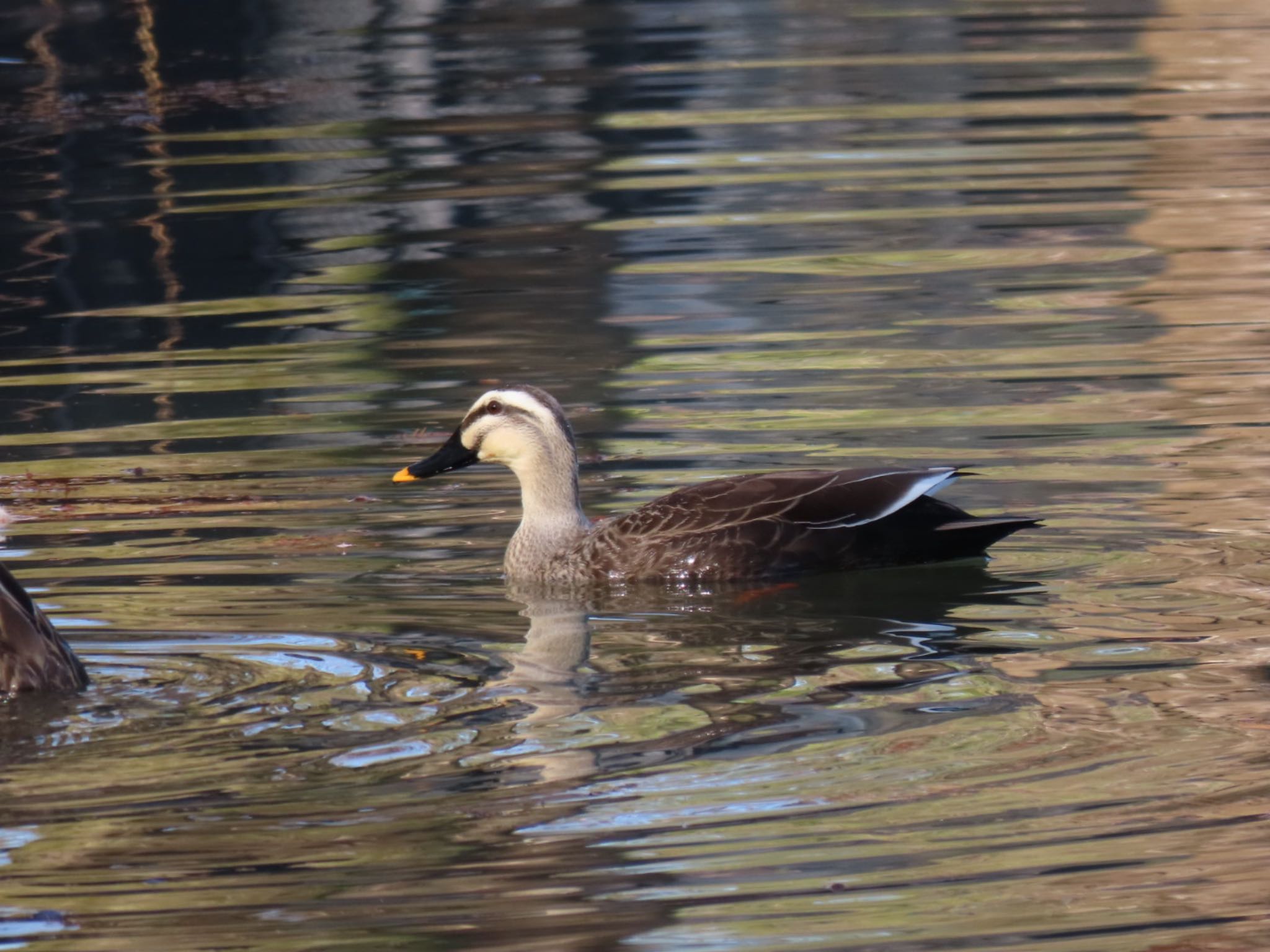 Eastern Spot-billed Duck