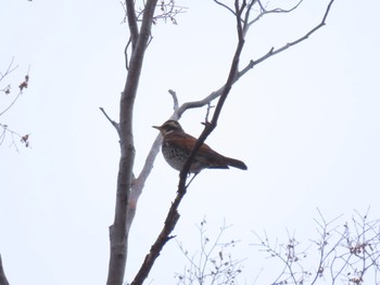 2020年1月5日(日) 大阪城公園の野鳥観察記録