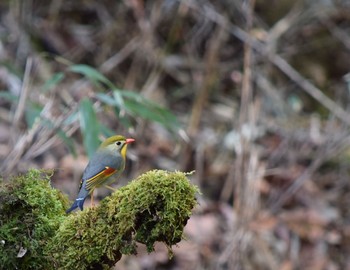 Red-billed Leiothrix Yanagisawa Pass Sun, 5/10/2015