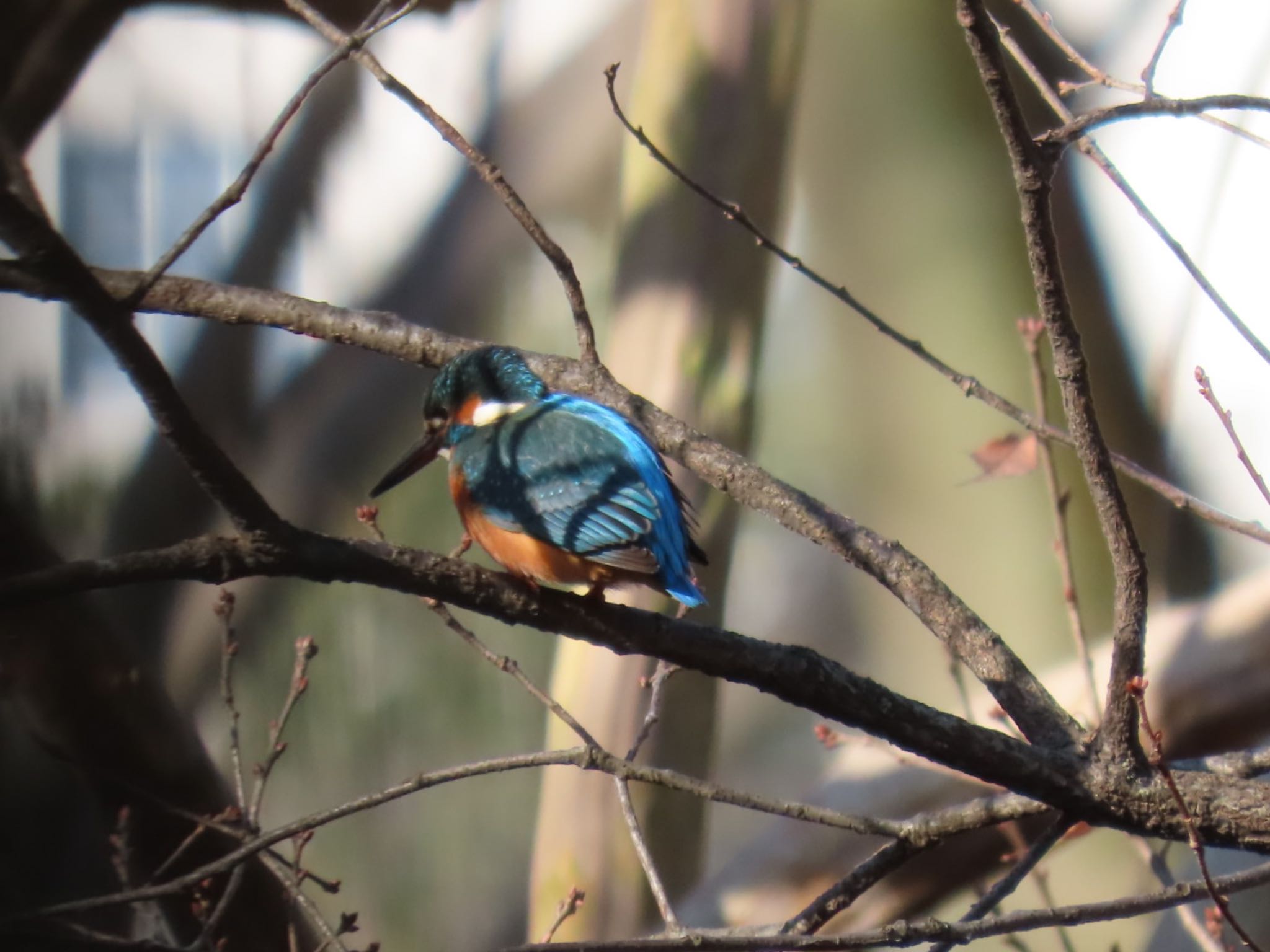 Common Kingfisher