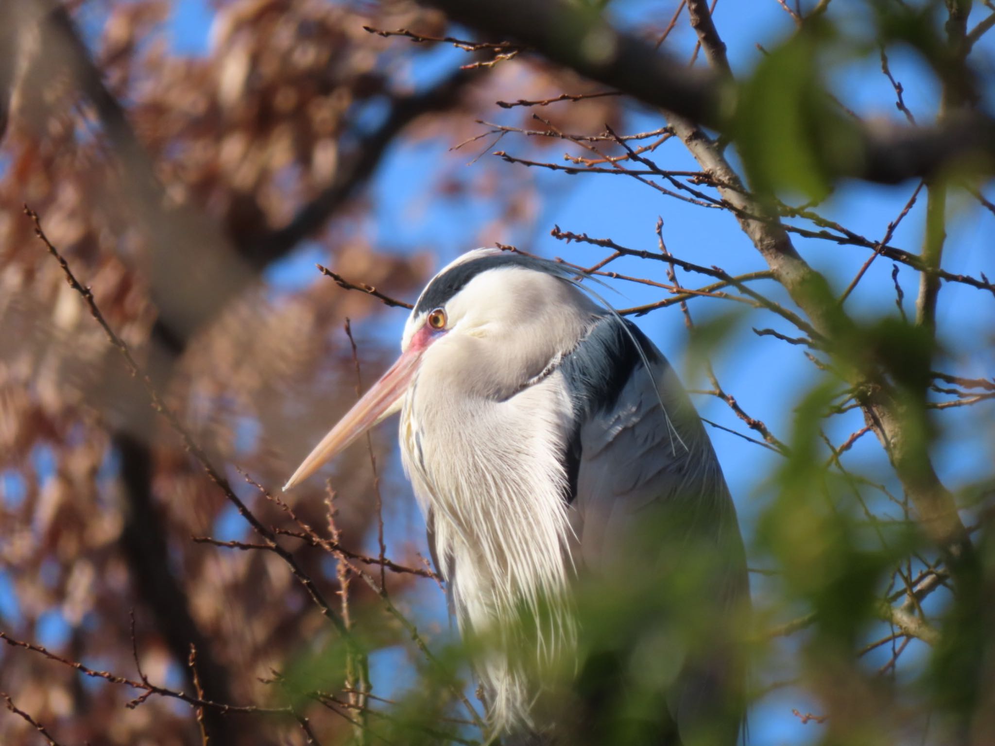 Grey Heron