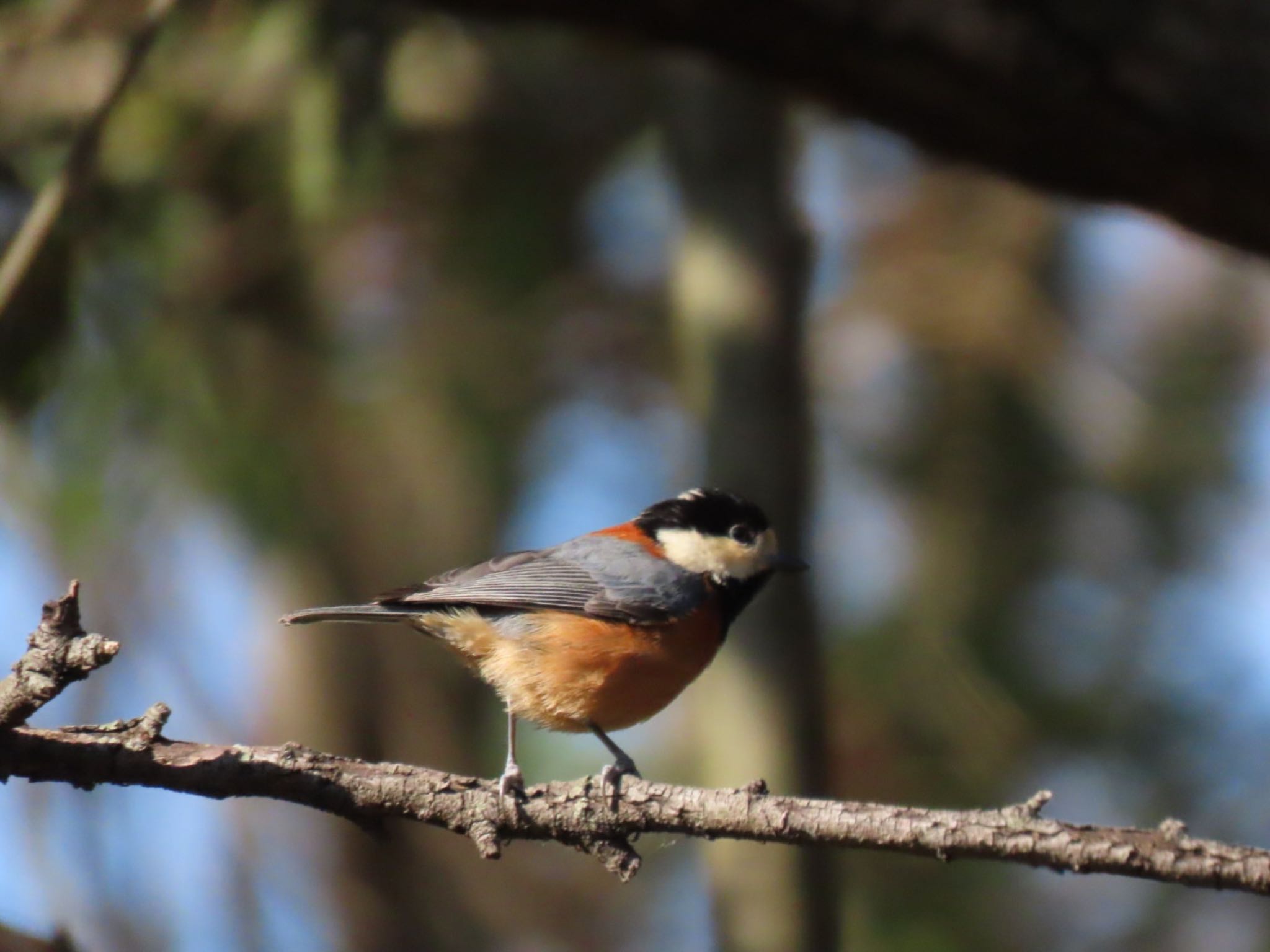 Varied Tit