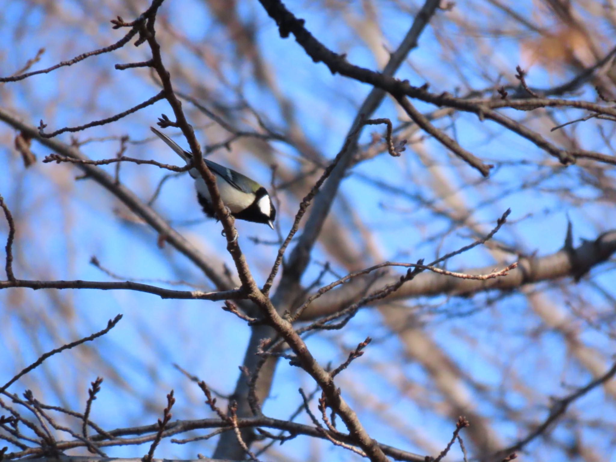 Japanese Tit