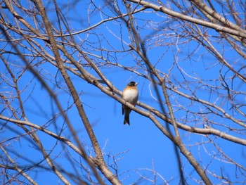 2020年2月11日(火) 大泉緑地の野鳥観察記録