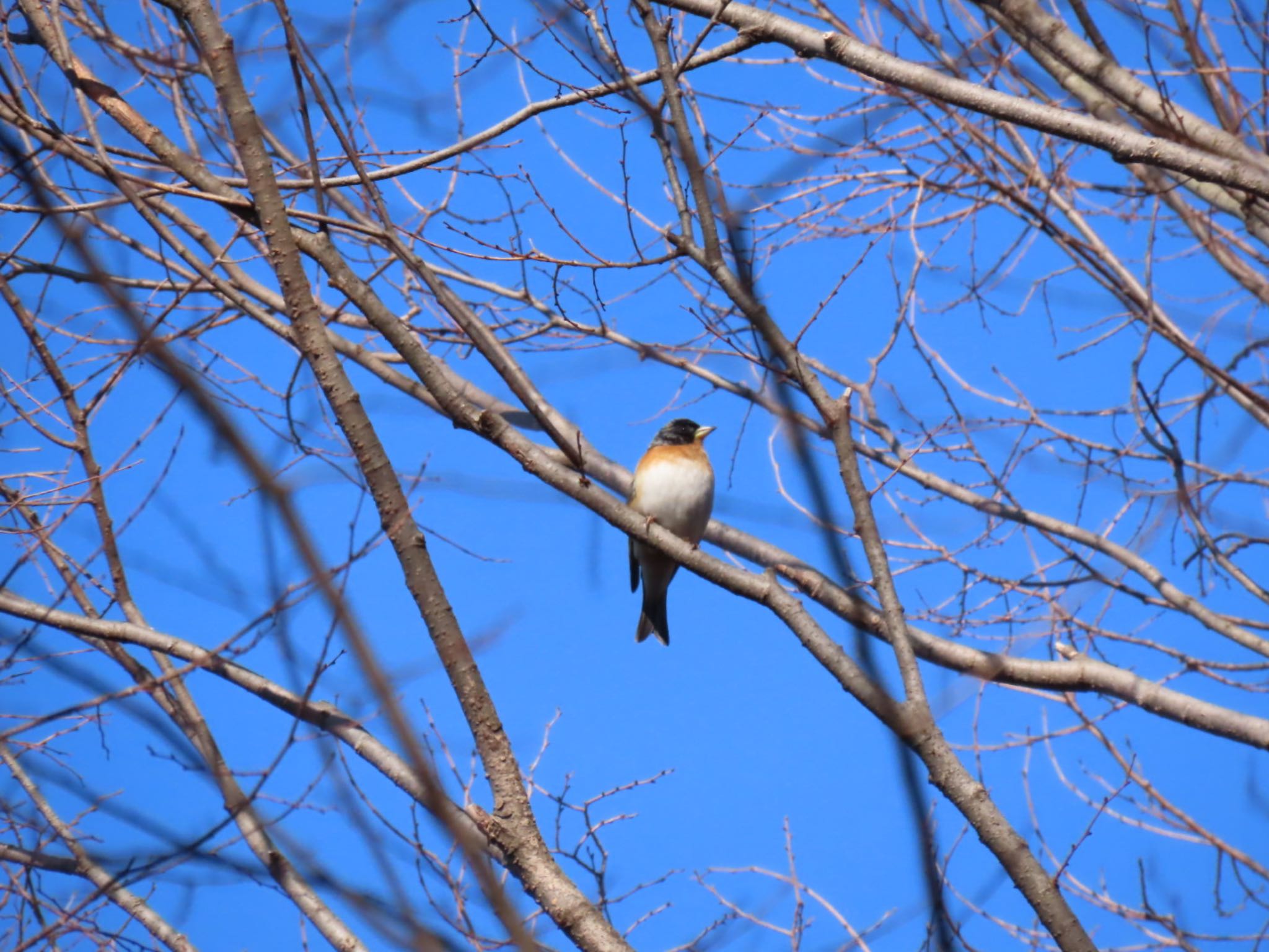 Brambling