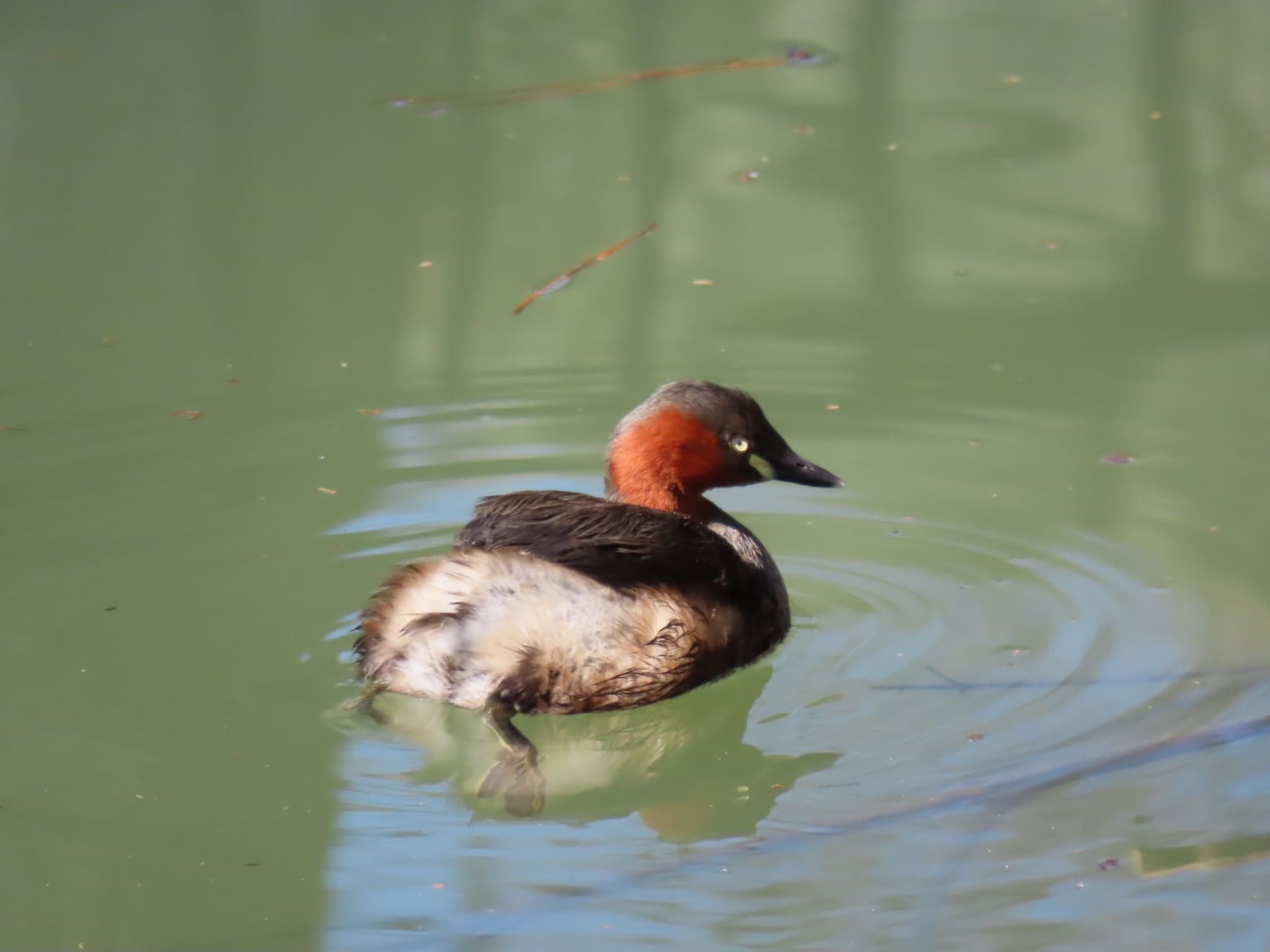 Little Grebe