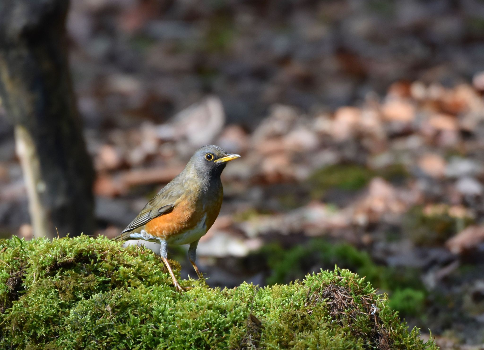 Photo of Brown-headed Thrush at Yanagisawa Pass by Trio