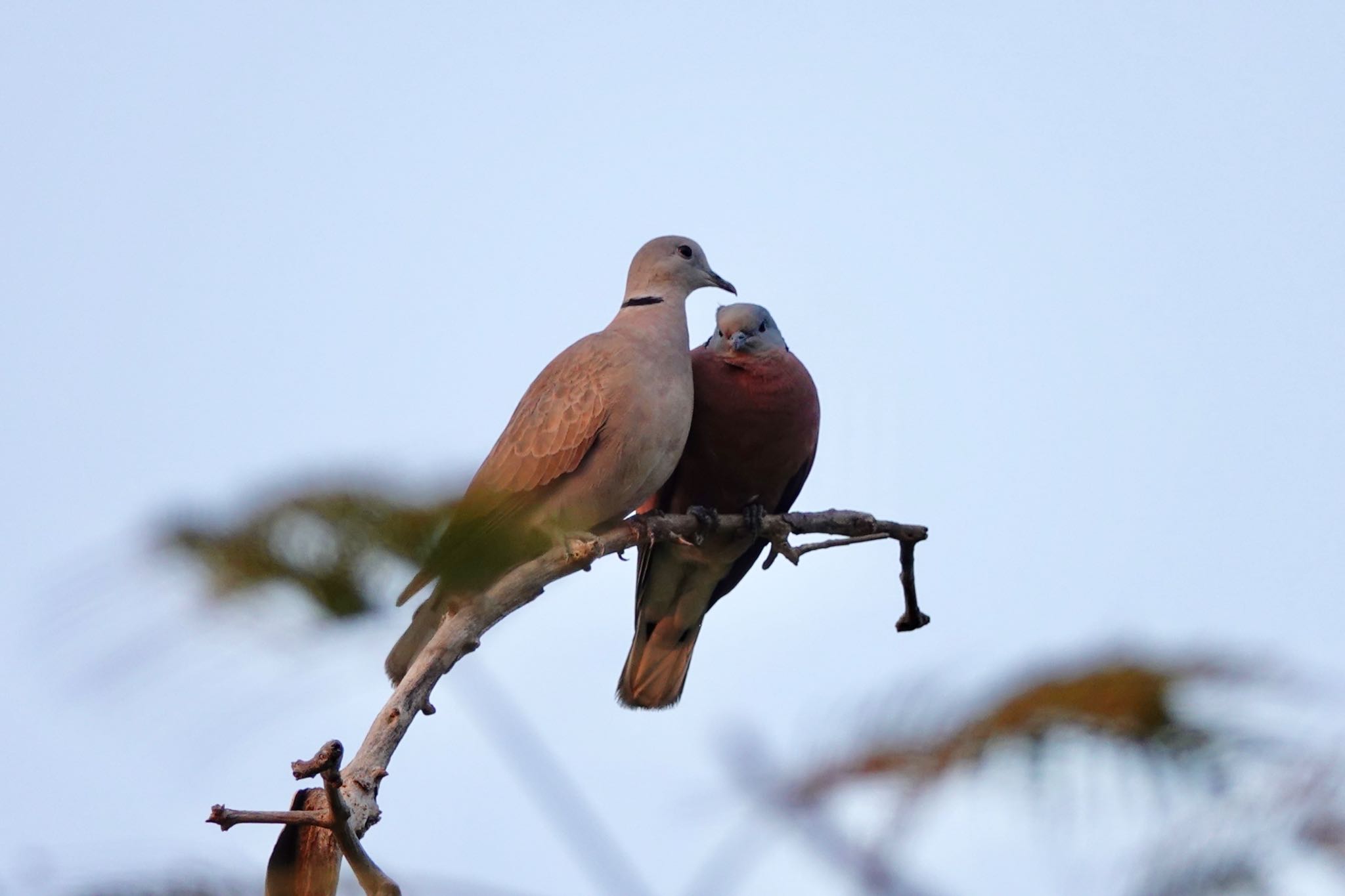 Photo of Red Collared Dove at タイ中部 by のどか