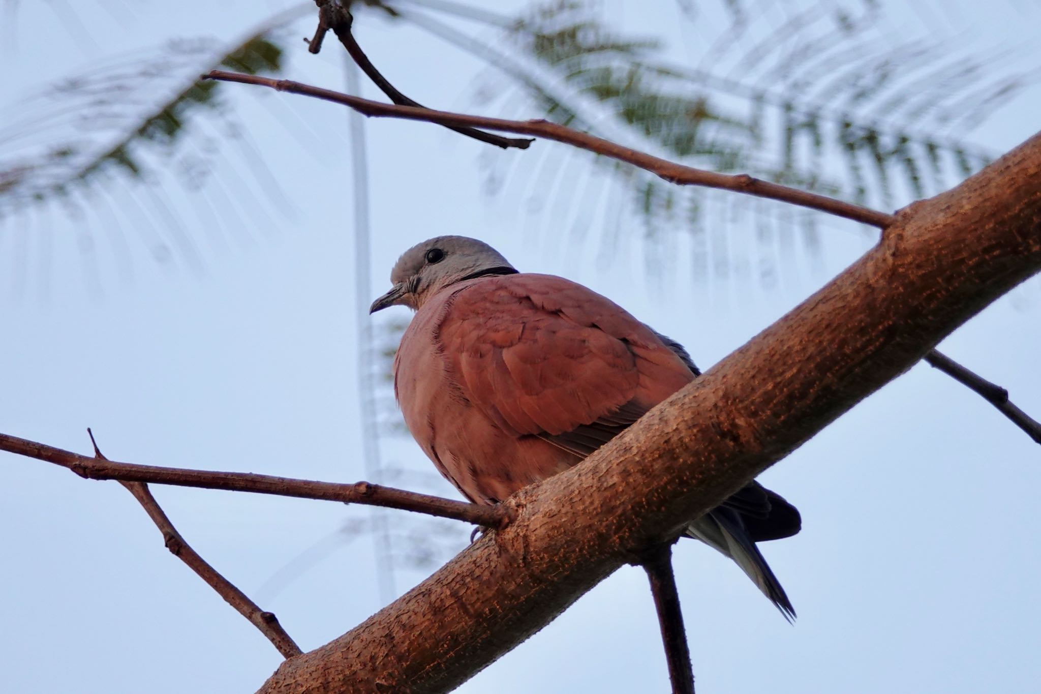 Photo of Red Collared Dove at タイ中部 by のどか