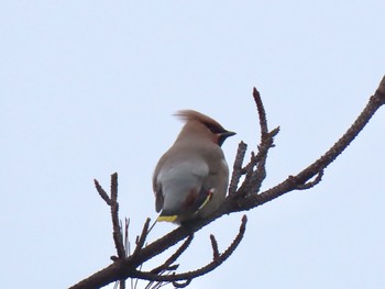 Bohemian Waxwing 泉南市 Fri, 2/14/2020