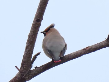 Japanese Waxwing 泉南市 Fri, 2/14/2020