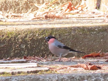 Eurasian Bullfinch 和泉葛城山 Tue, 2/11/2020