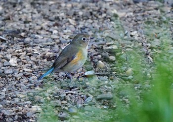Red-flanked Bluetail Chikozan Park Mon, 2/10/2020