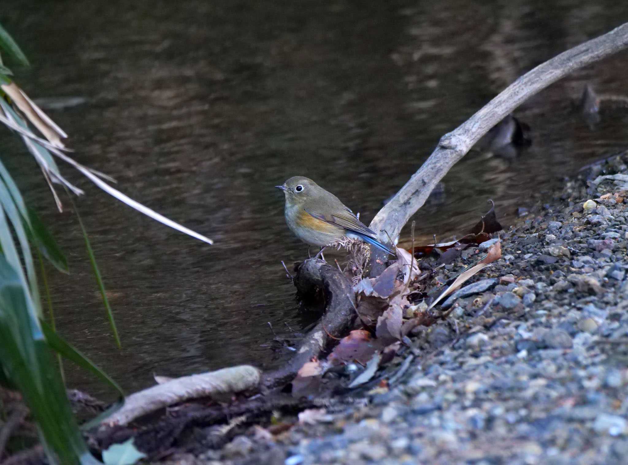 Photo of Red-flanked Bluetail at Chikozan Park by Rothlega