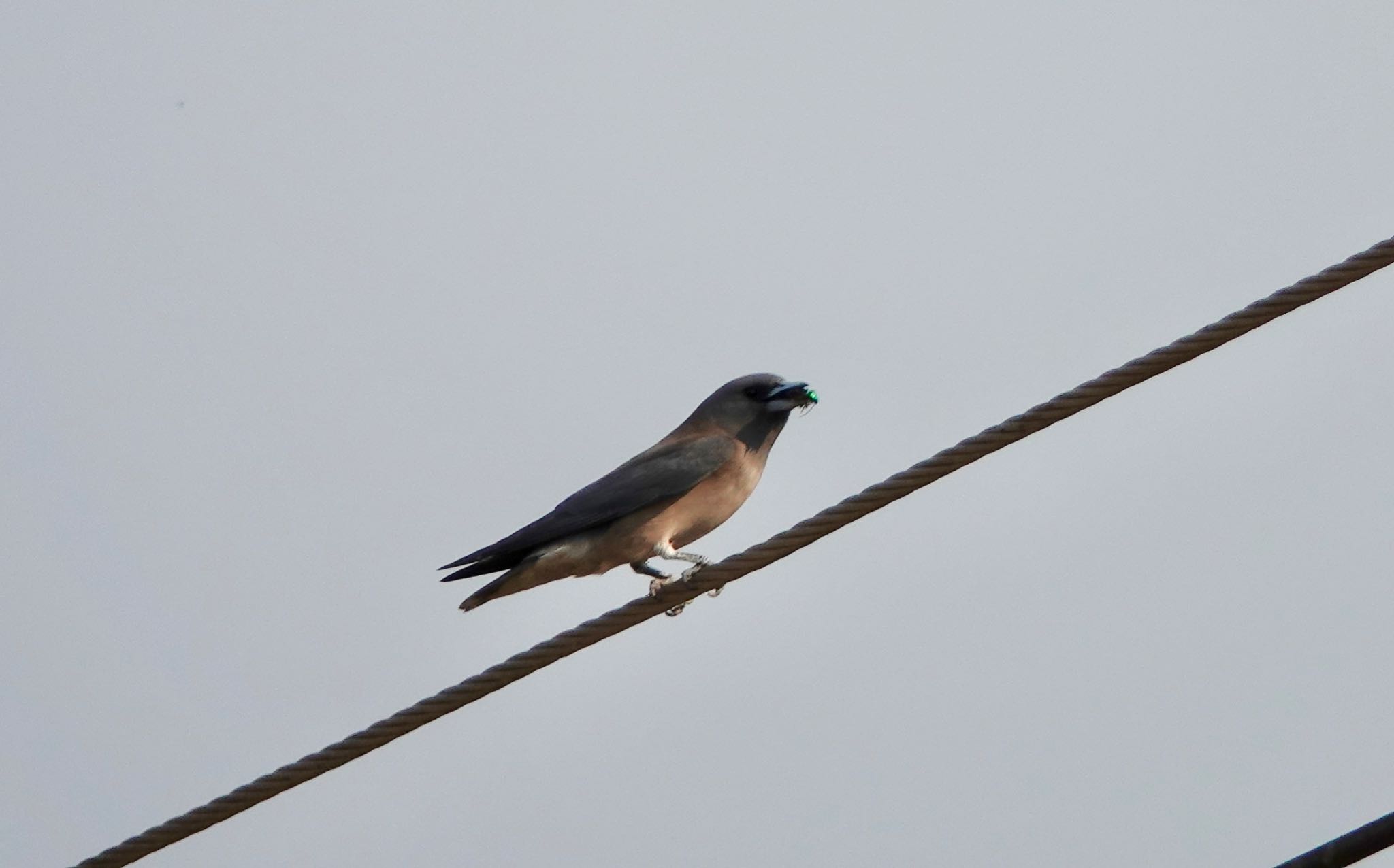 Ashy Woodswallow