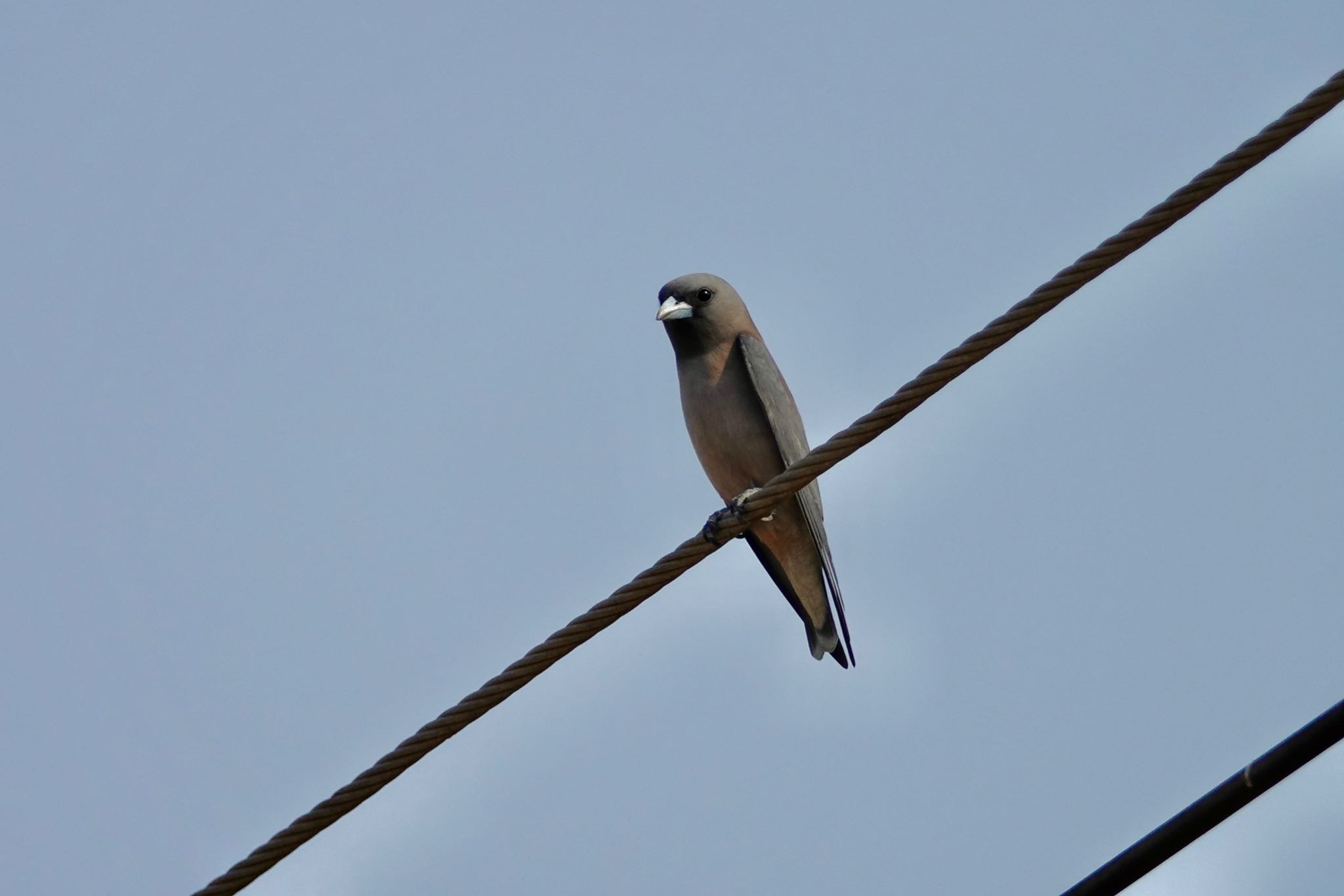 Ashy Woodswallow