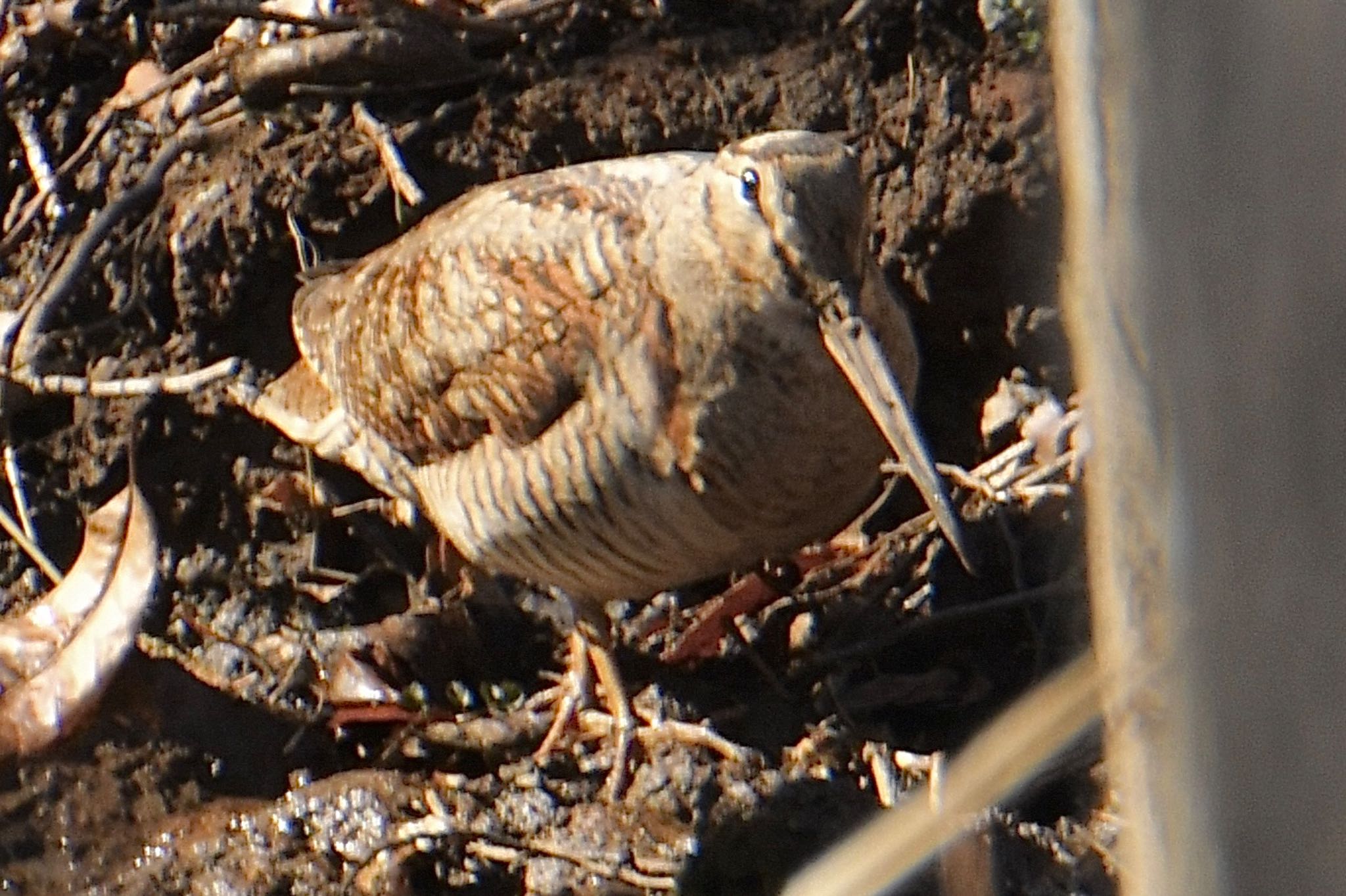 Photo of Eurasian Woodcock at Maioka Park by 銀杏