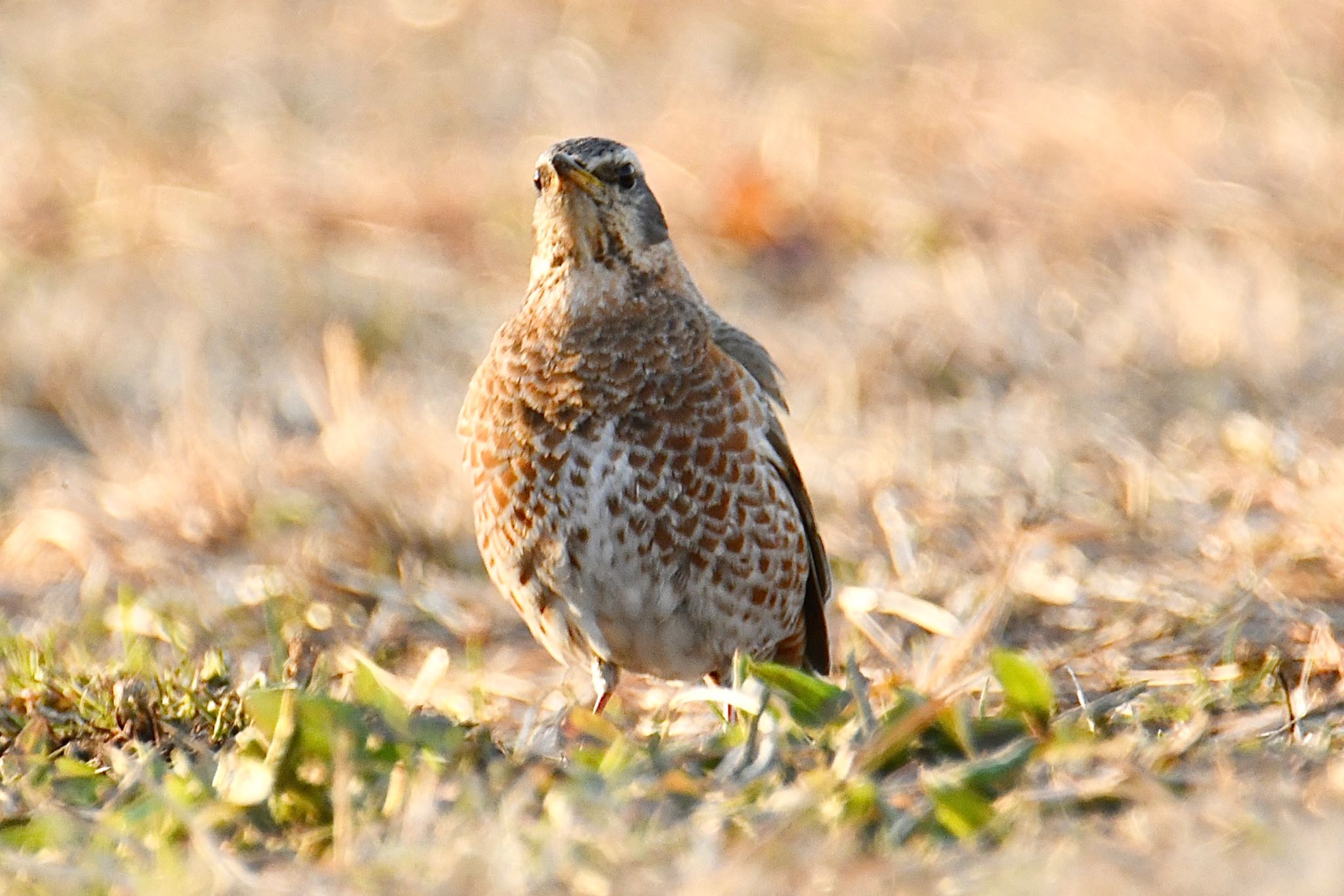 Photo of Naumann's Thrush at Mizumoto Park by 銀杏