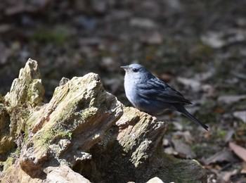 Grey Bunting Yanagisawa Pass Sun, 5/10/2015