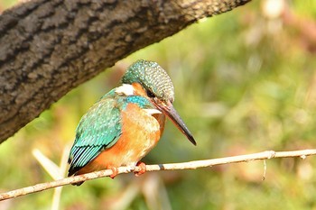 カワセミ 舞岡公園 2020年2月12日(水)