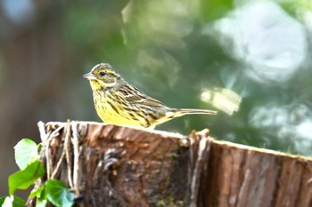 アオジ 水元公園 2020年2月11日(火)