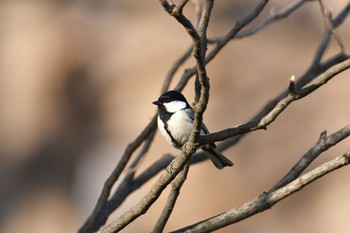 シジュウカラ 水元公園 2020年2月11日(火)