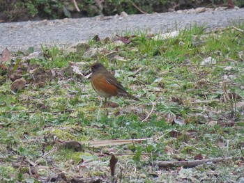 Brown-headed Thrush(orii) 南房総市 Sat, 2/8/2020