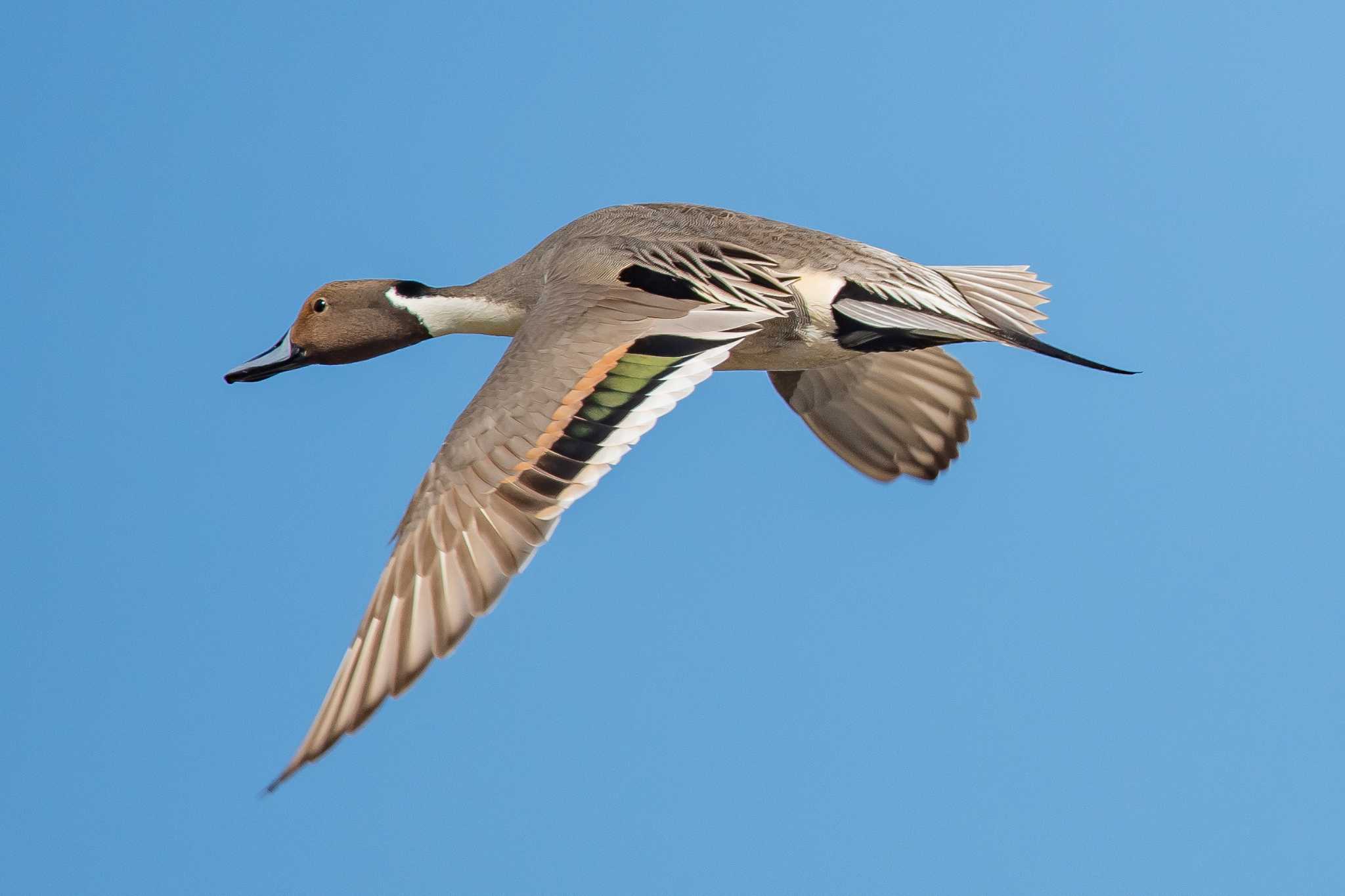 Photo of Northern Pintail at 皿池(明石市大久保町) by ときのたまお