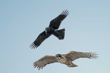 ハシブトガラス 福島県 2020年2月14日(金)