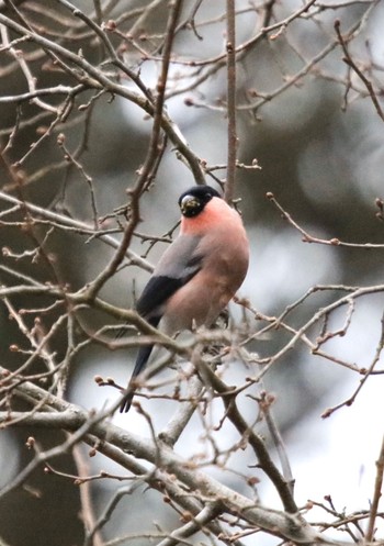 Eurasian Bullfinch(rosacea) Showa Kinen Park Sat, 2/15/2020