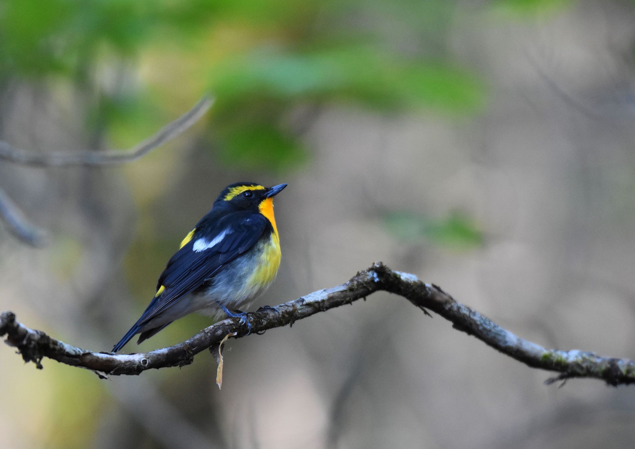 Photo of Narcissus Flycatcher at Yanagisawa Pass by Trio