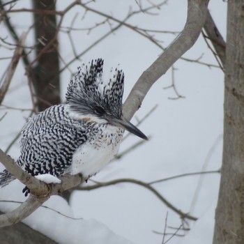 Crested Kingfisher Makomanai Park Mon, 2/17/2020