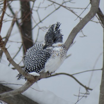 Crested Kingfisher Makomanai Park Mon, 2/17/2020