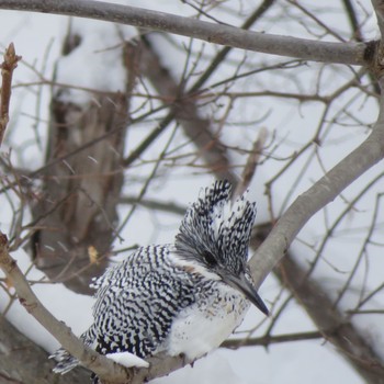 Crested Kingfisher Makomanai Park Mon, 2/17/2020