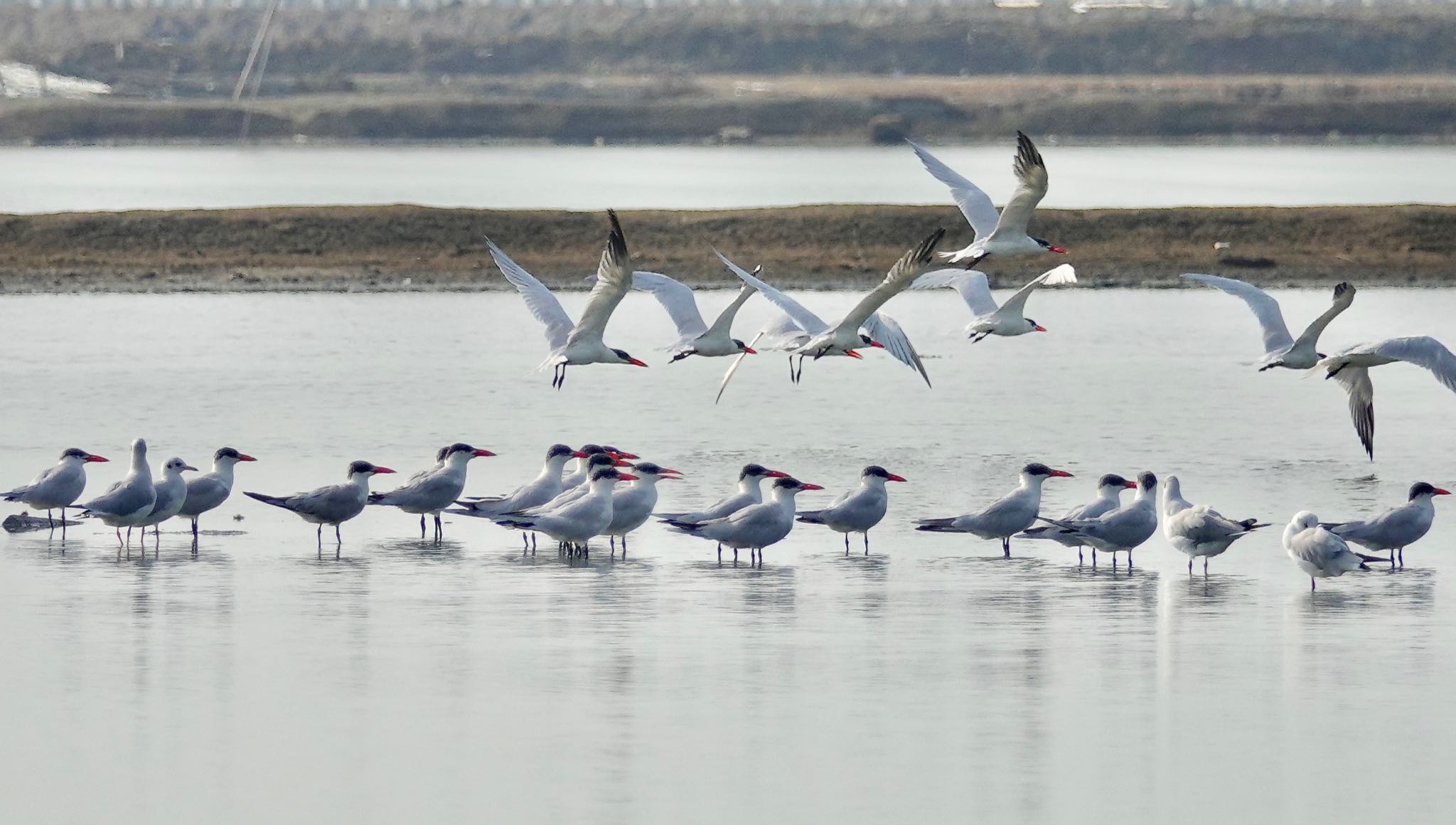 Caspian Tern