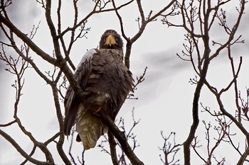 オオワシ 鳥取県 湖山池 撮影日未設定