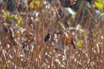 2019年11月30日(土) 不忍池(上野恩賜公園)の野鳥観察記録