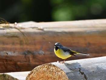 Grey Wagtail Kogesawa Forest Load Sun, 5/17/2015