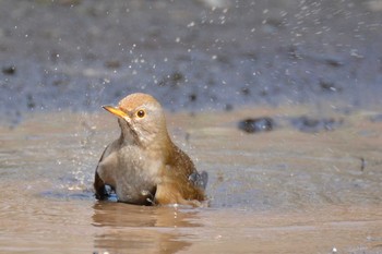 Mon, 2/17/2020 Birding report at 神代植物公園