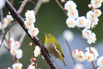 メジロ 場所が不明 2020年2月15日(土)