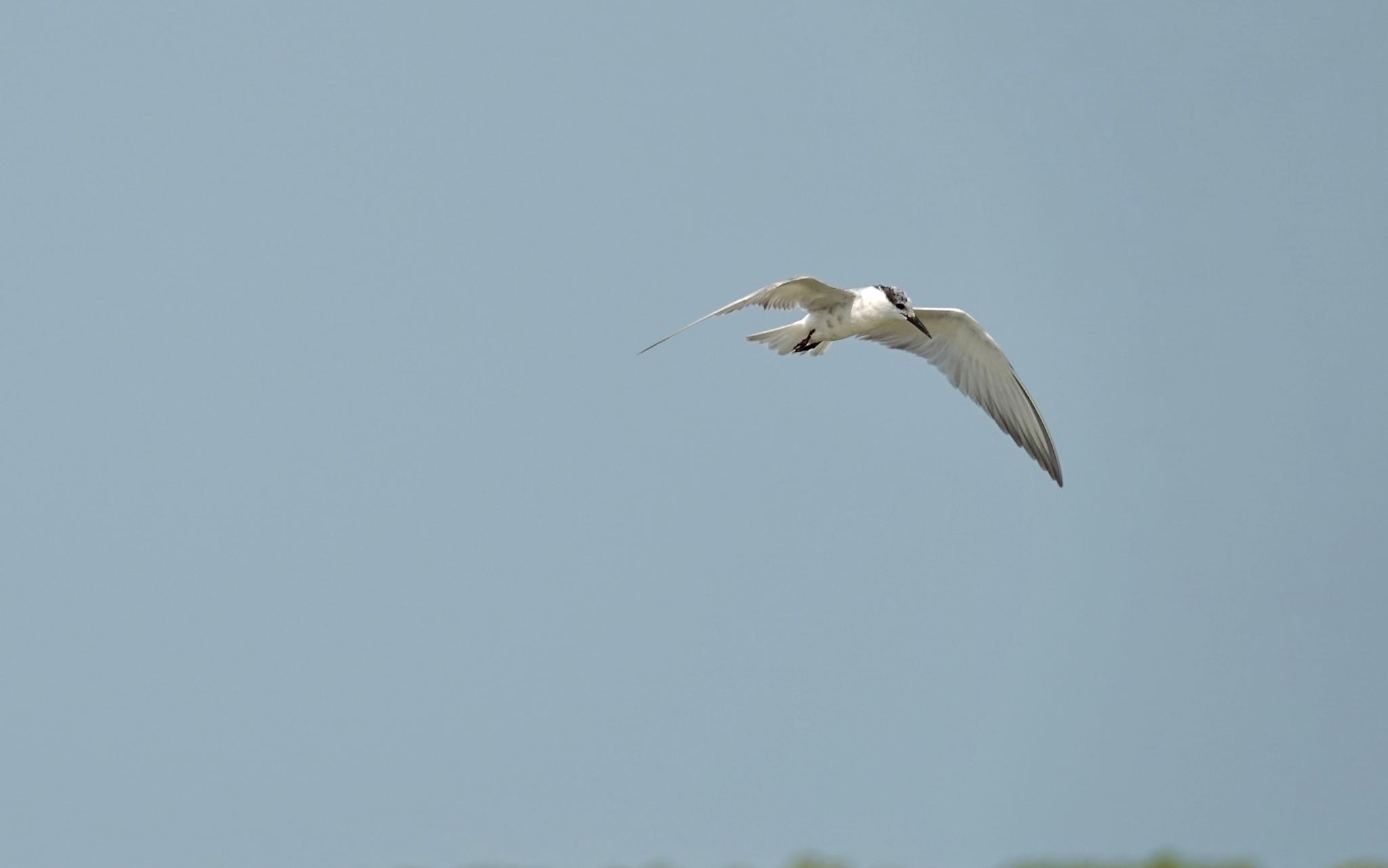 Whiskered Tern