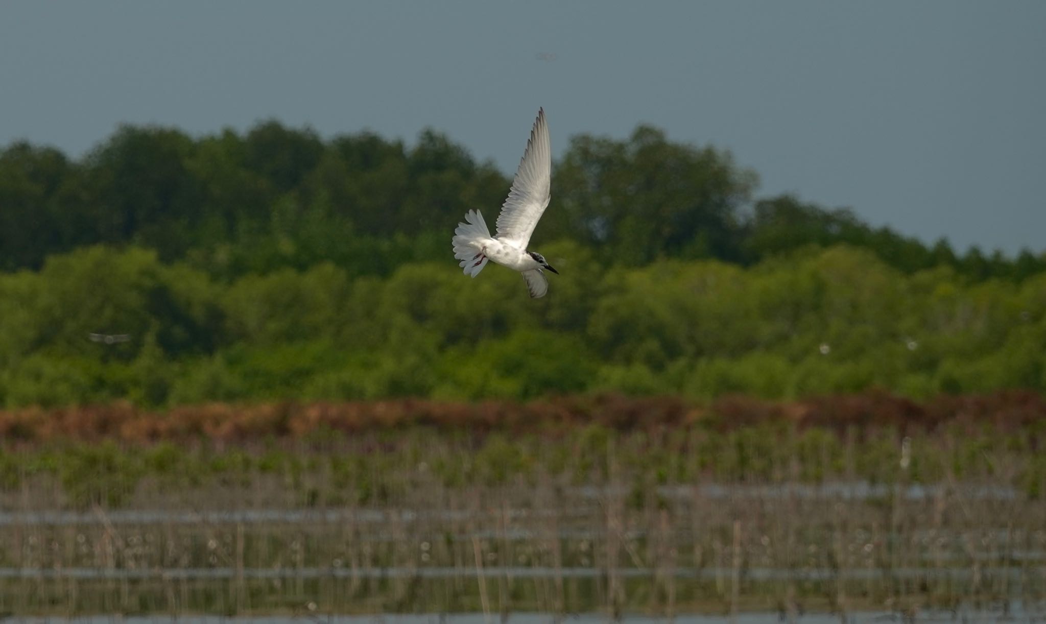 Photo of Whiskered Tern at タイ中部 by のどか