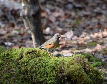 Brown-headed Thrush Yanagisawa Pass Sun, 5/10/2015