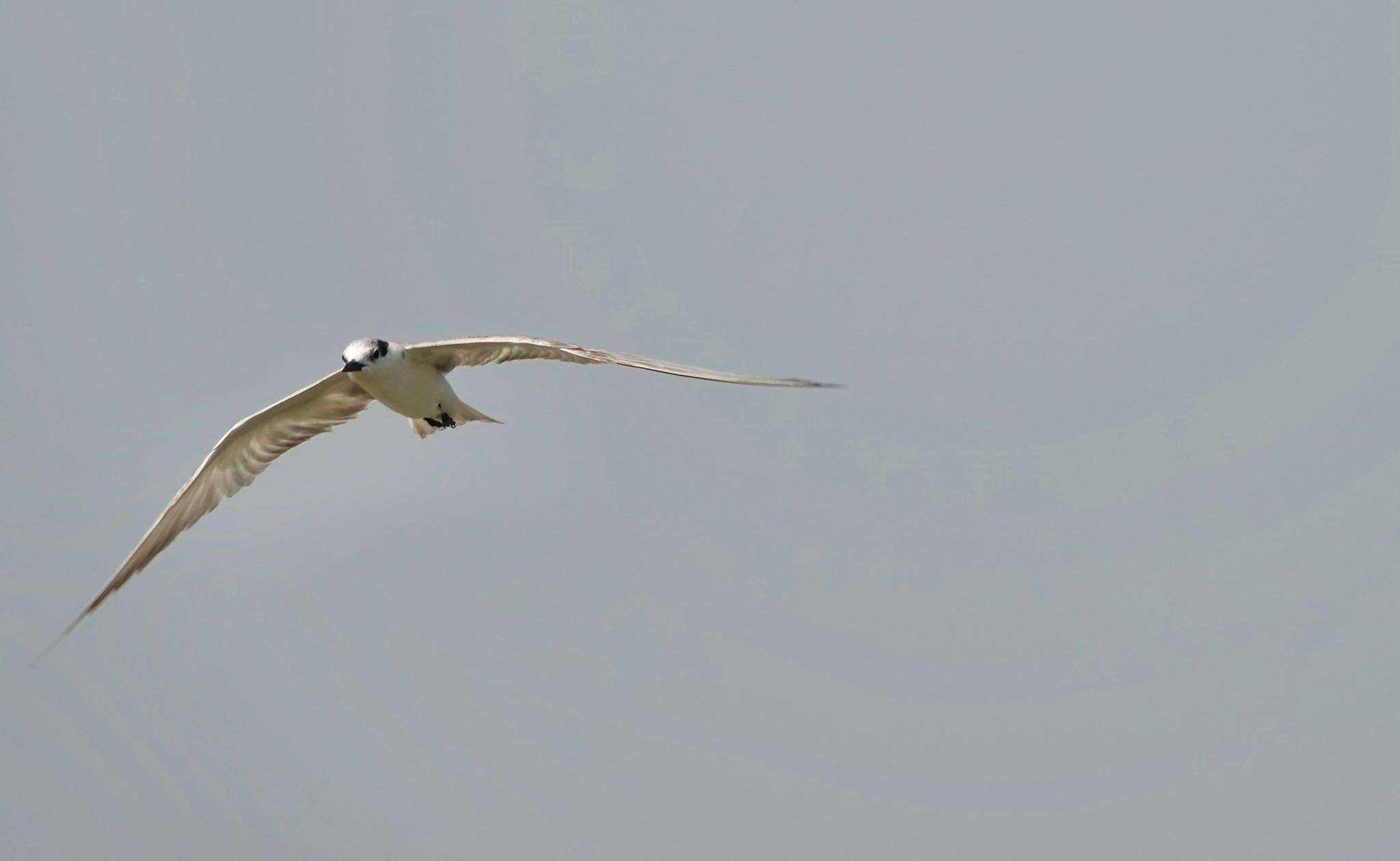 Photo of Whiskered Tern at タイ中部 by のどか