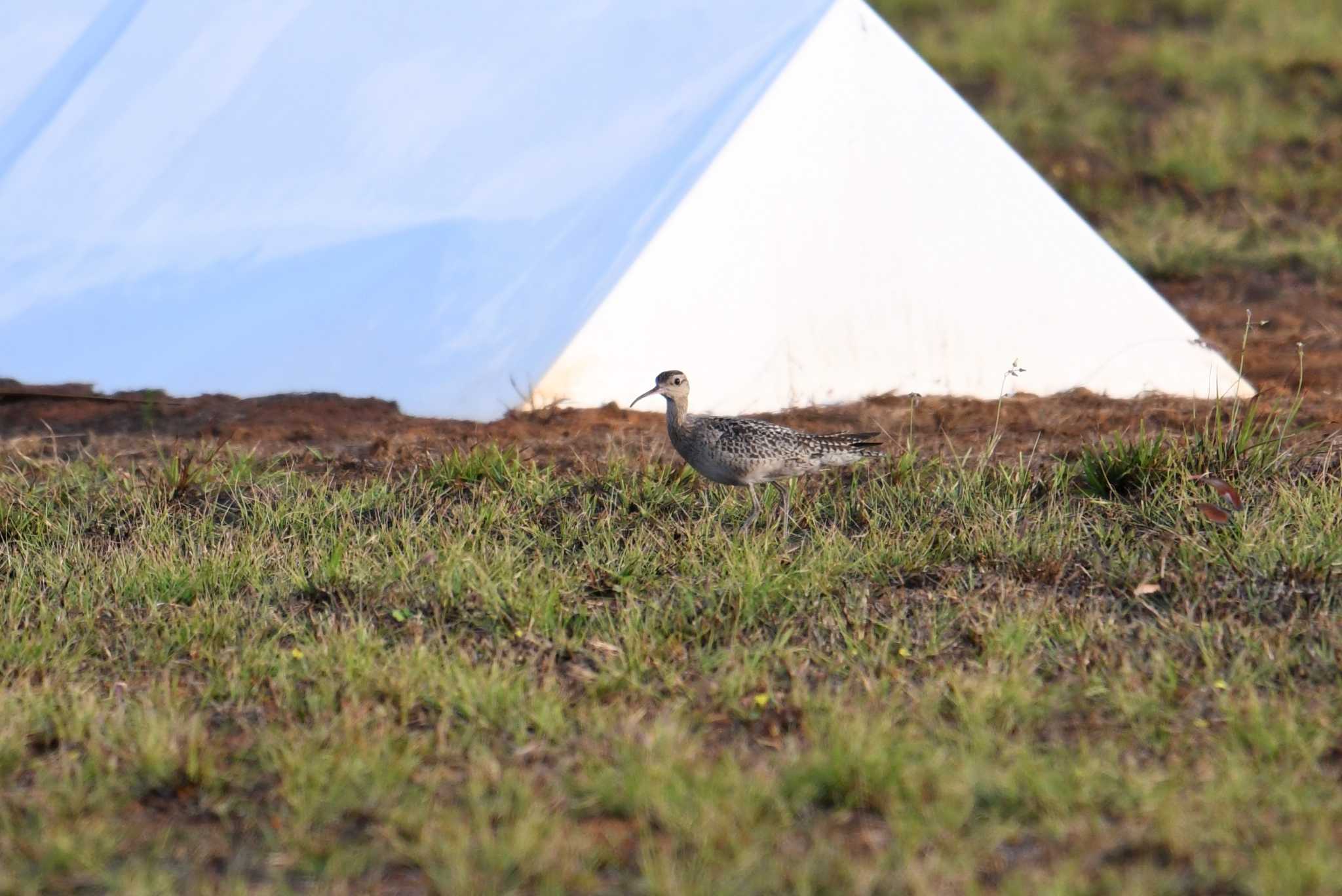 Photo of Little Curlew at Iron Range National Park by あひる