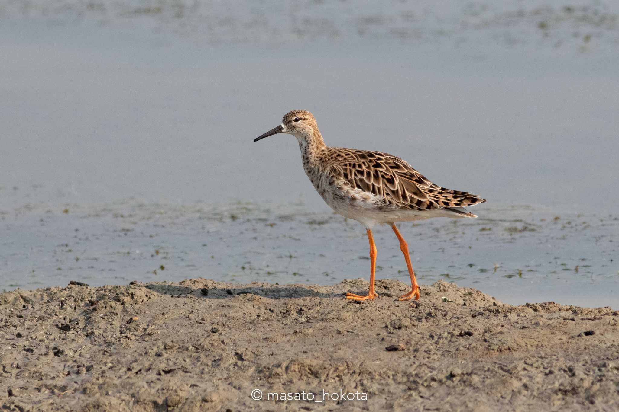 Photo of Ruff at ペッチャブリー水田エリア by Trio